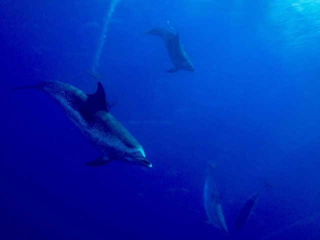  Dauphins sous l'eau 